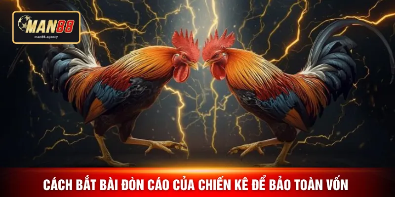 Cách bắt bài đòn cáo của chiến kê để bảo toàn vốn