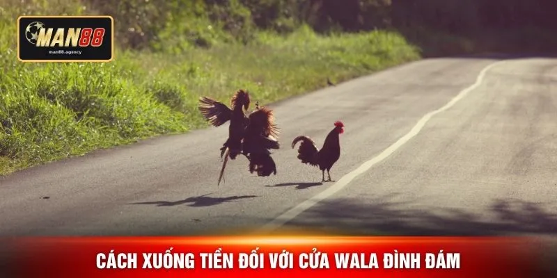 Cách xuống tiền đối với cửa Wala đình đám