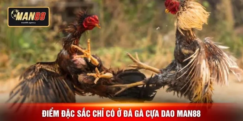 Điểm đặc sắc chỉ có ở đá gà cựa dao MAN88