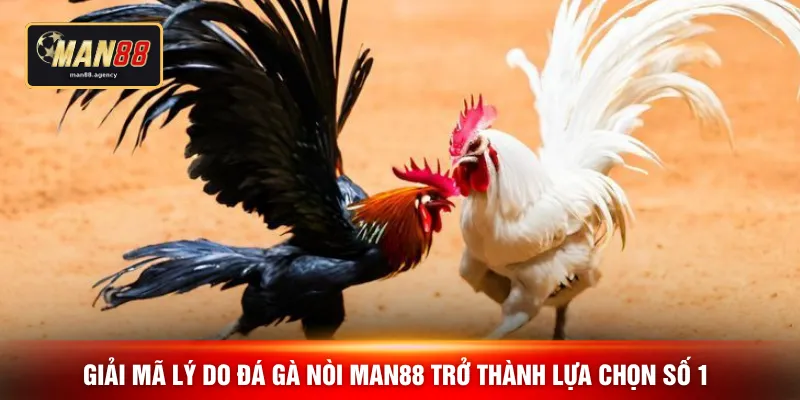 Giải mã lý do đá gà nòi MAN88 trở thành lựa chọn số 1