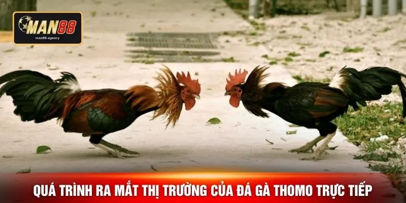 Quá trình ra mắt thị trường của đá gà Thomo trực tiếp