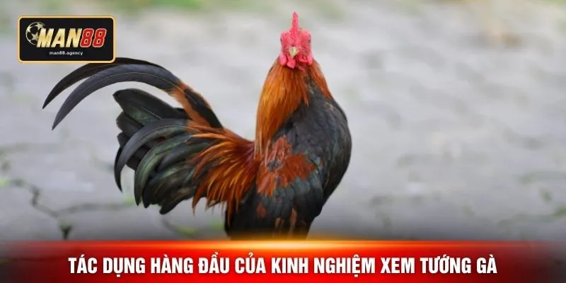 Tác dụng hàng đầu của kinh nghiệm xem tướng gà