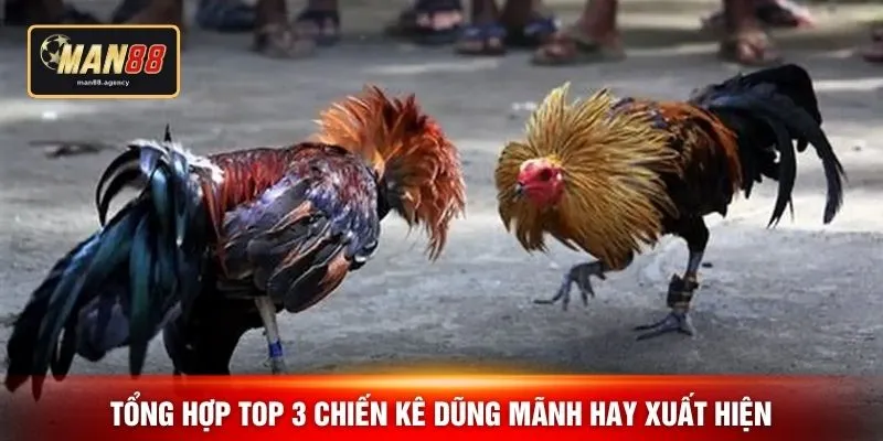 Tổng hợp top 3 chiến kê dũng mãnh hay xuất hiện