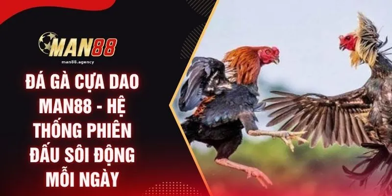 Đá Gà Cựa Dao MAN88 - Hệ Thống Phiên Đấu Sôi Động Mỗi Ngày