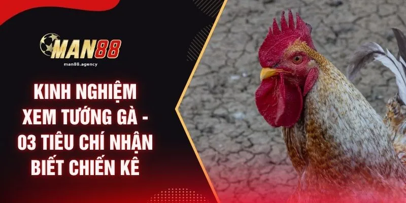 Kinh Nghiệm Xem Tướng Gà - 03 Tiêu Chí Nhận Biết Chiến Kê